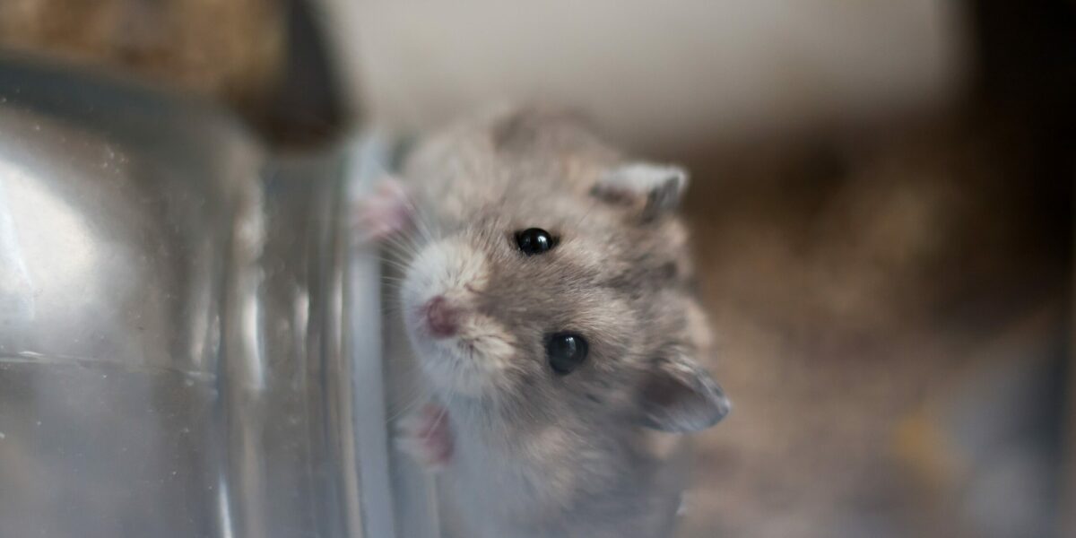 Hamster